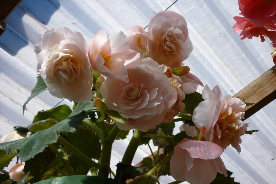 B. ‘Perfumed Cascade’